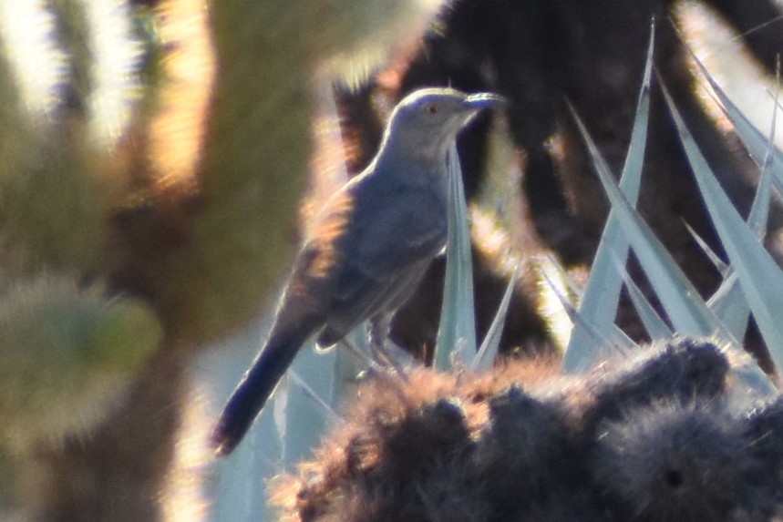 Sage Thrasher - ML609525920