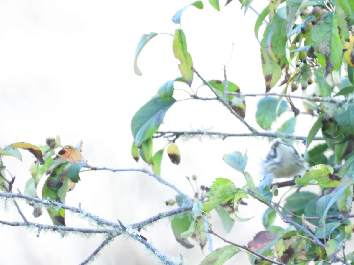 Black-throated Gray Warbler - ML609525976