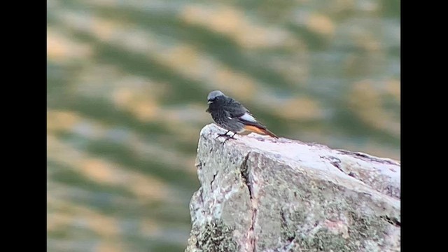 Black Redstart (Western) - ML609525980