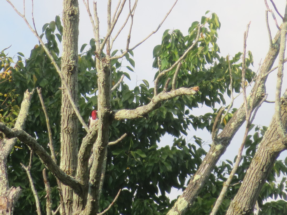 Red-headed Woodpecker - ML609526054