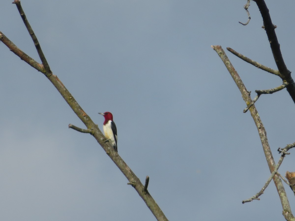 Red-headed Woodpecker - ML609526058