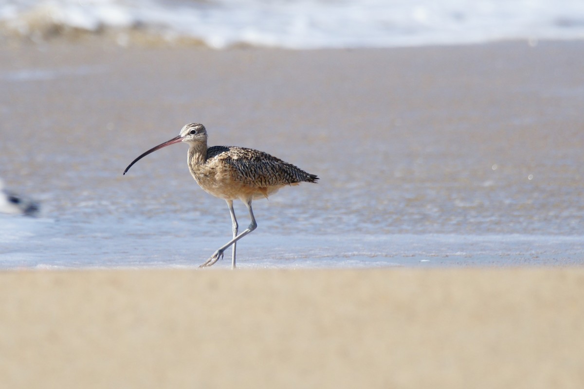 Long-billed Curlew - B E