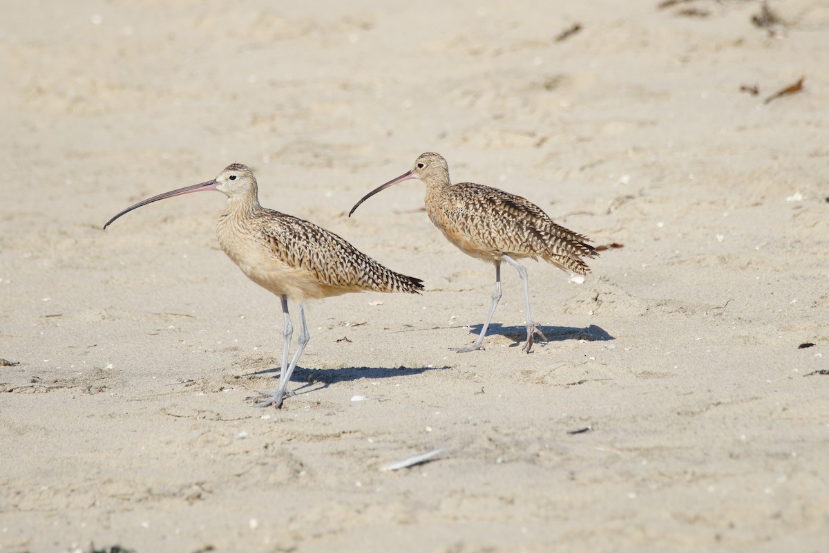 Long-billed Curlew - B E