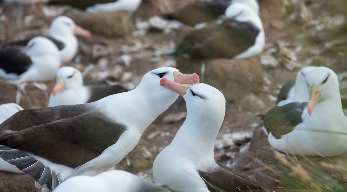 Black-browed Albatross - Brent Reed