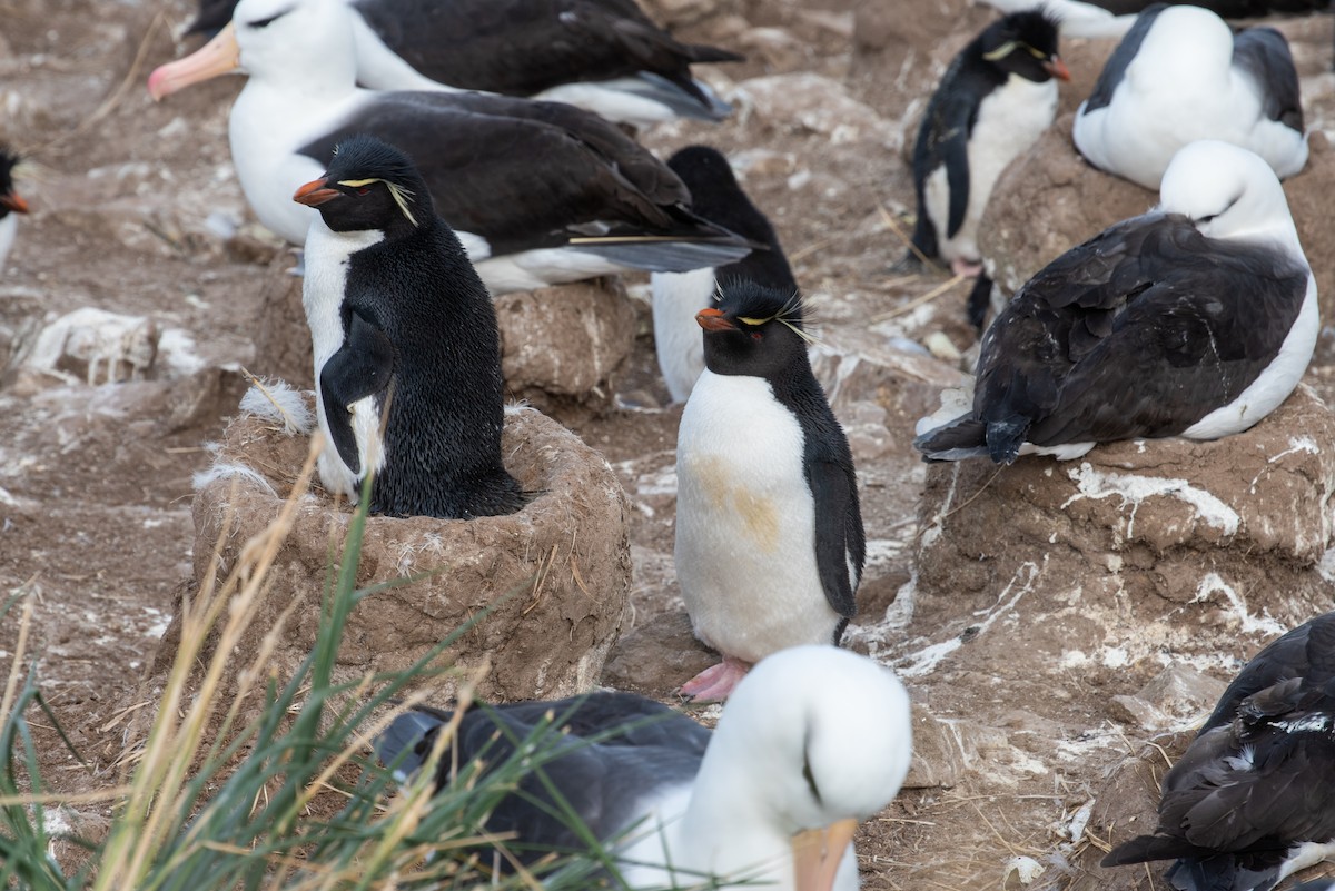 Southern Rockhopper Penguin - Brent Reed