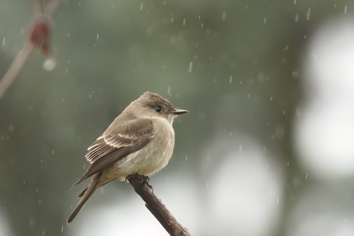 Western Wood-Pewee - Kha Nguyen