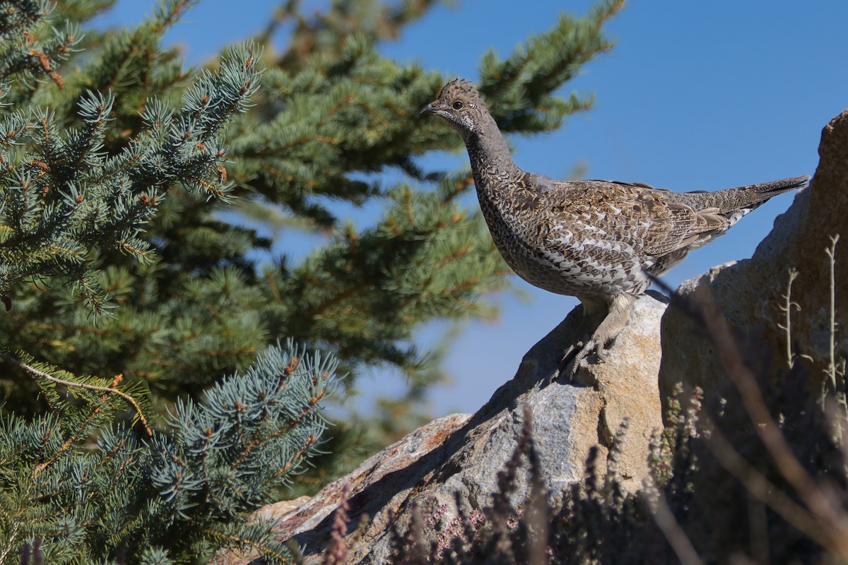 Dusky Grouse - ML609526182