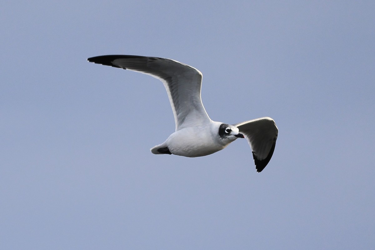 Franklin's Gull - ML609526248