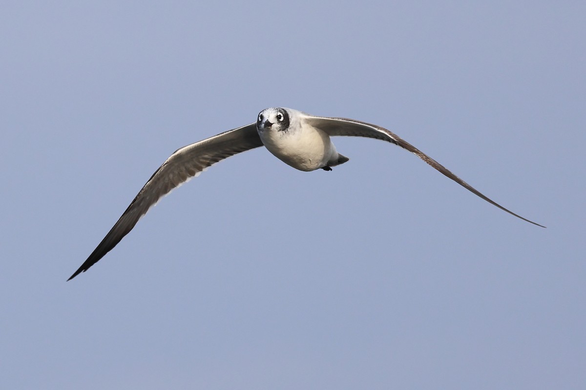 Franklin's Gull - ML609526249