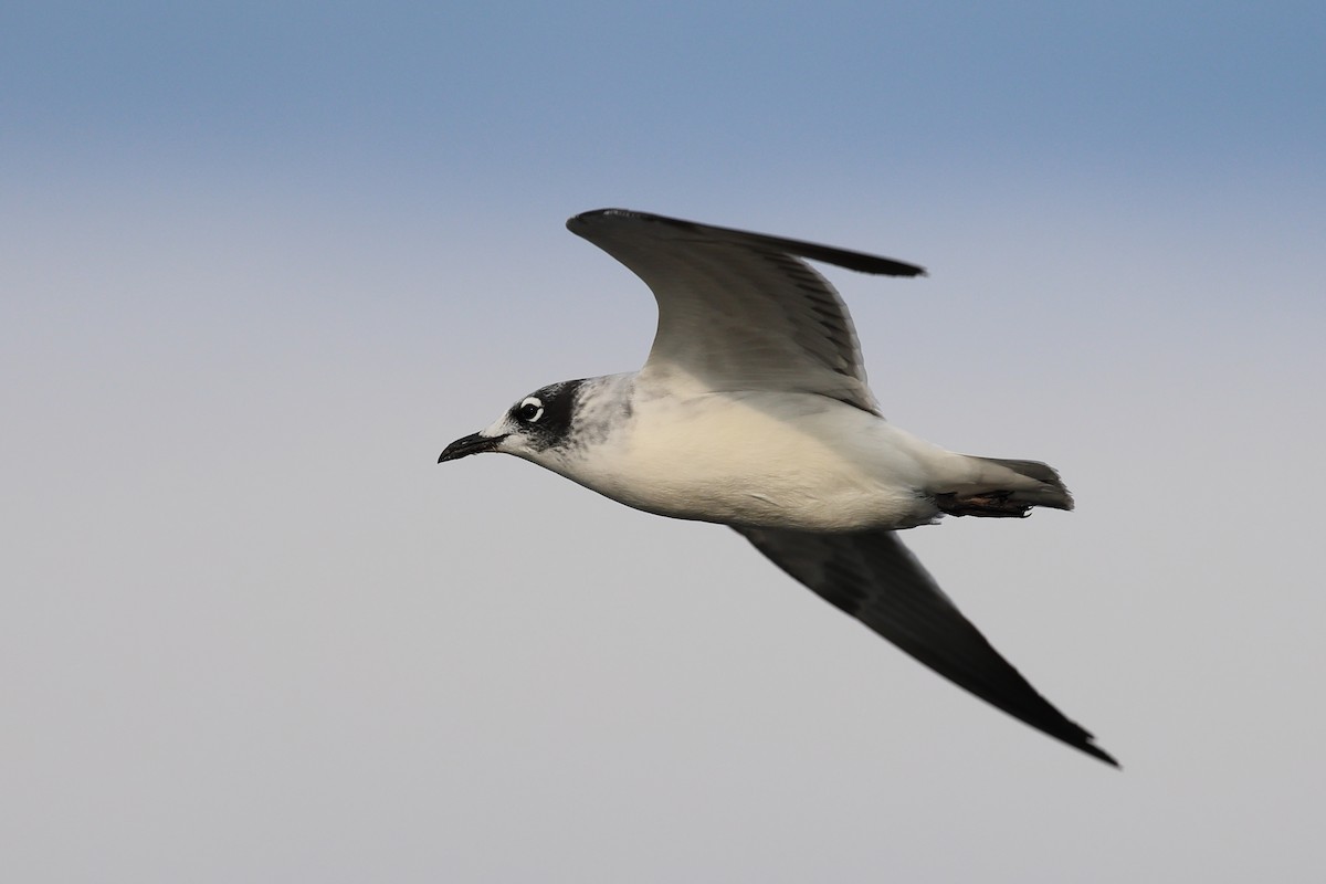 Franklin's Gull - ML609526250