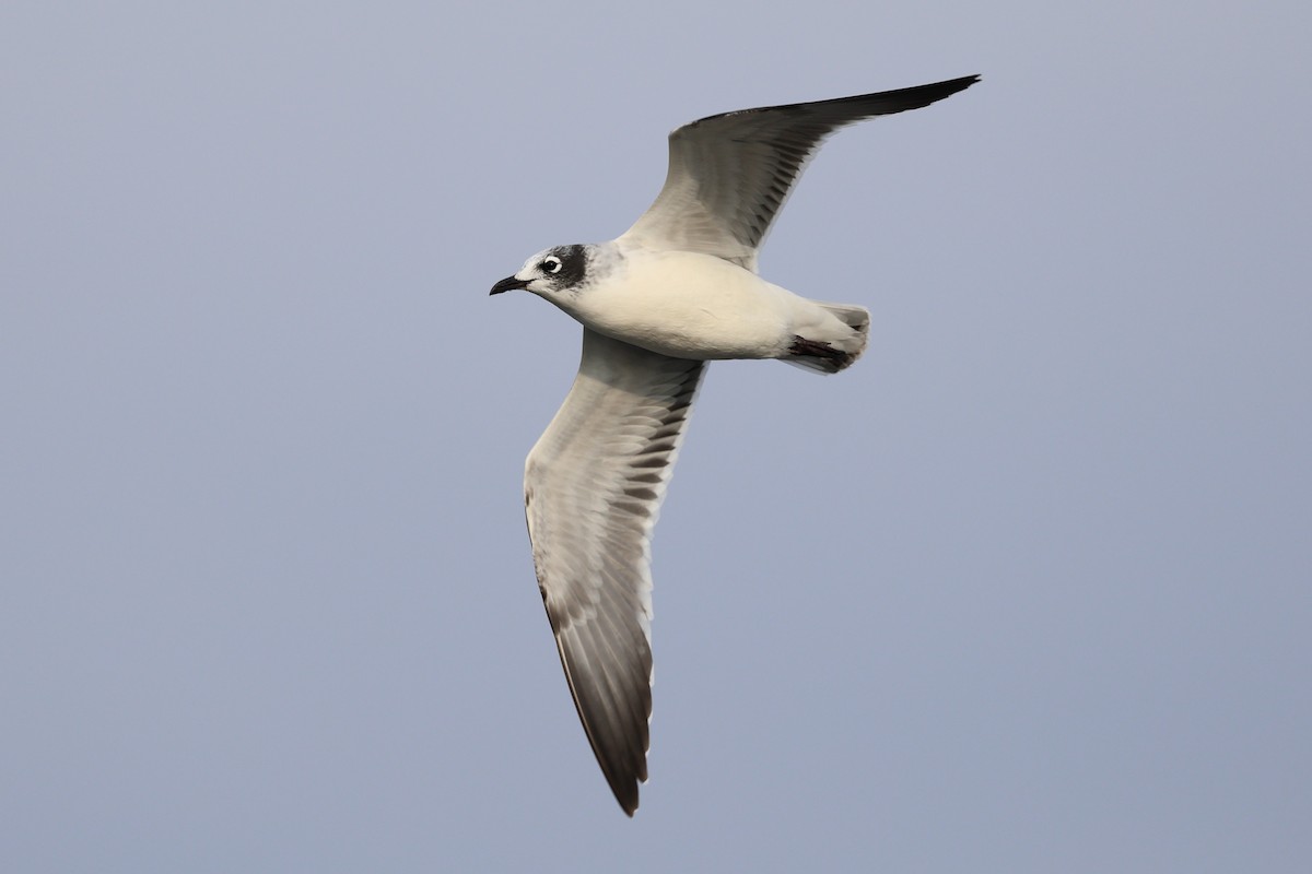 Franklin's Gull - ML609526252