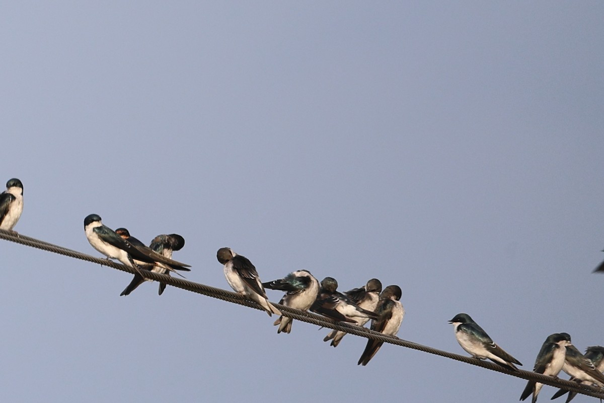 Tree Swallow - ML609526274