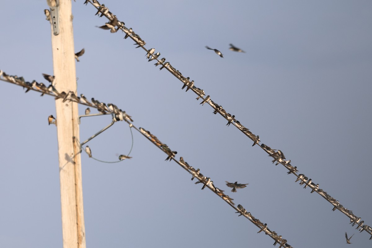 Tree Swallow - ML609526275