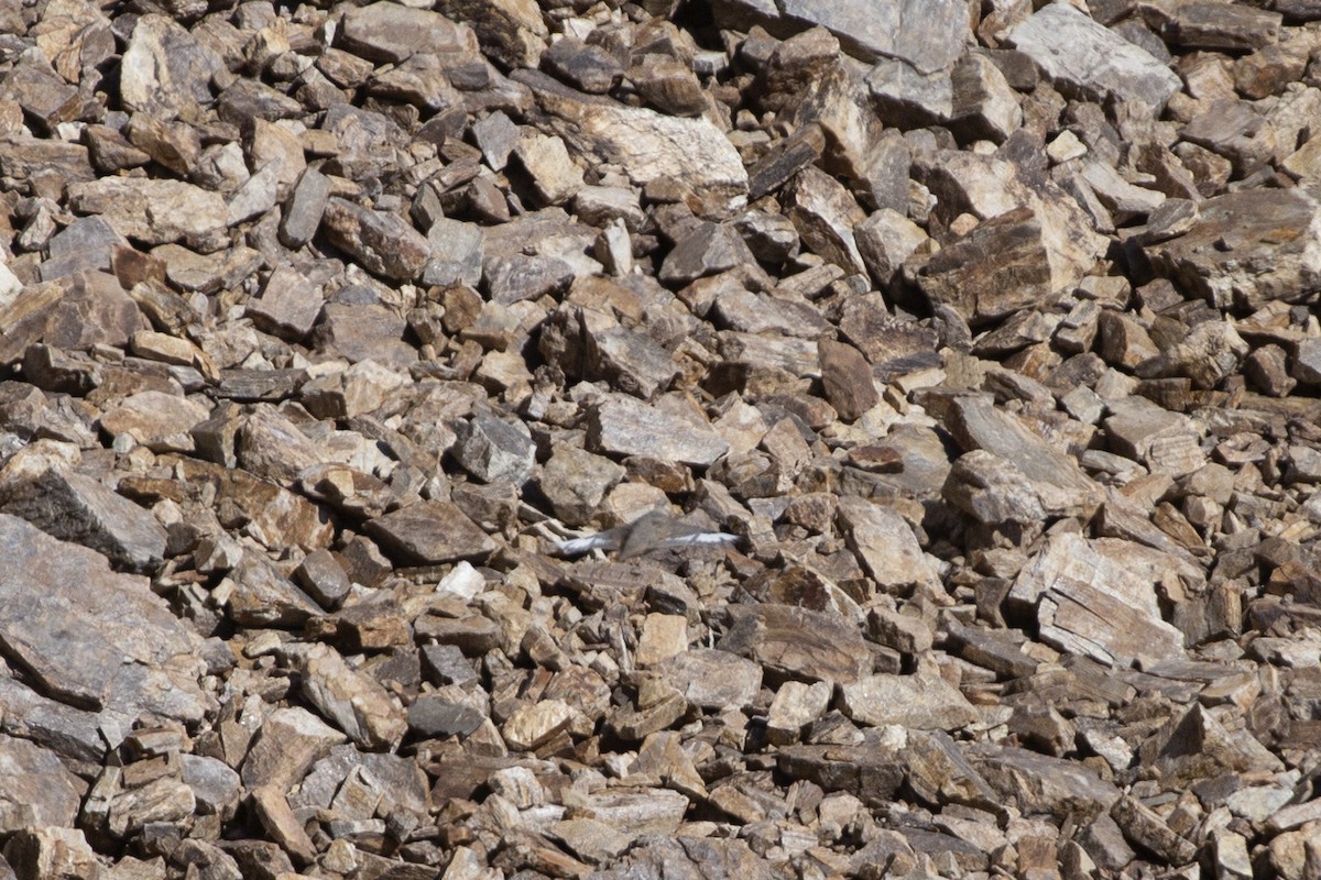 Himalayan Snowcock - ML609526439