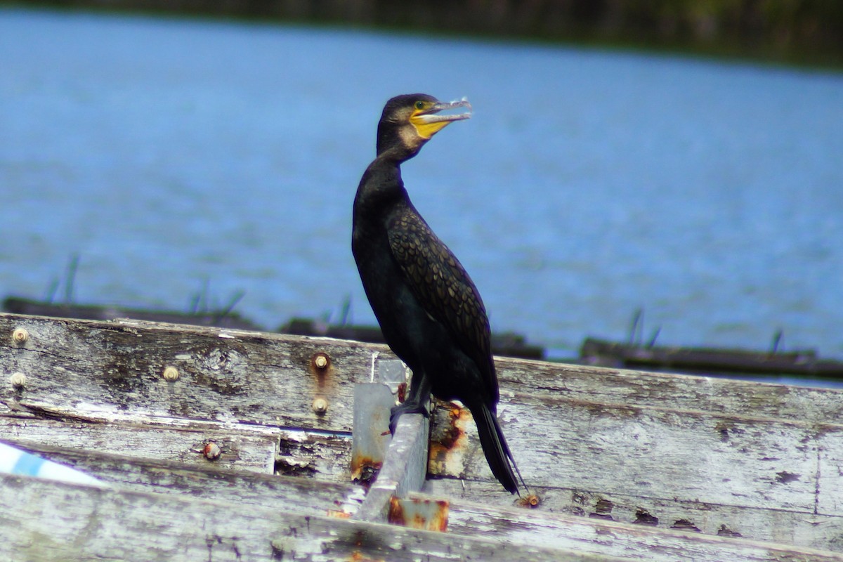 kormorán velký (ssp. novaehollandiae) - ML609526479