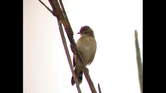 Zitting Cisticola - ML609526495