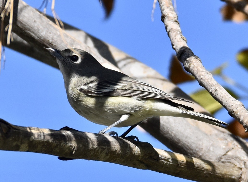 Plumbeous Vireo - ML609526507