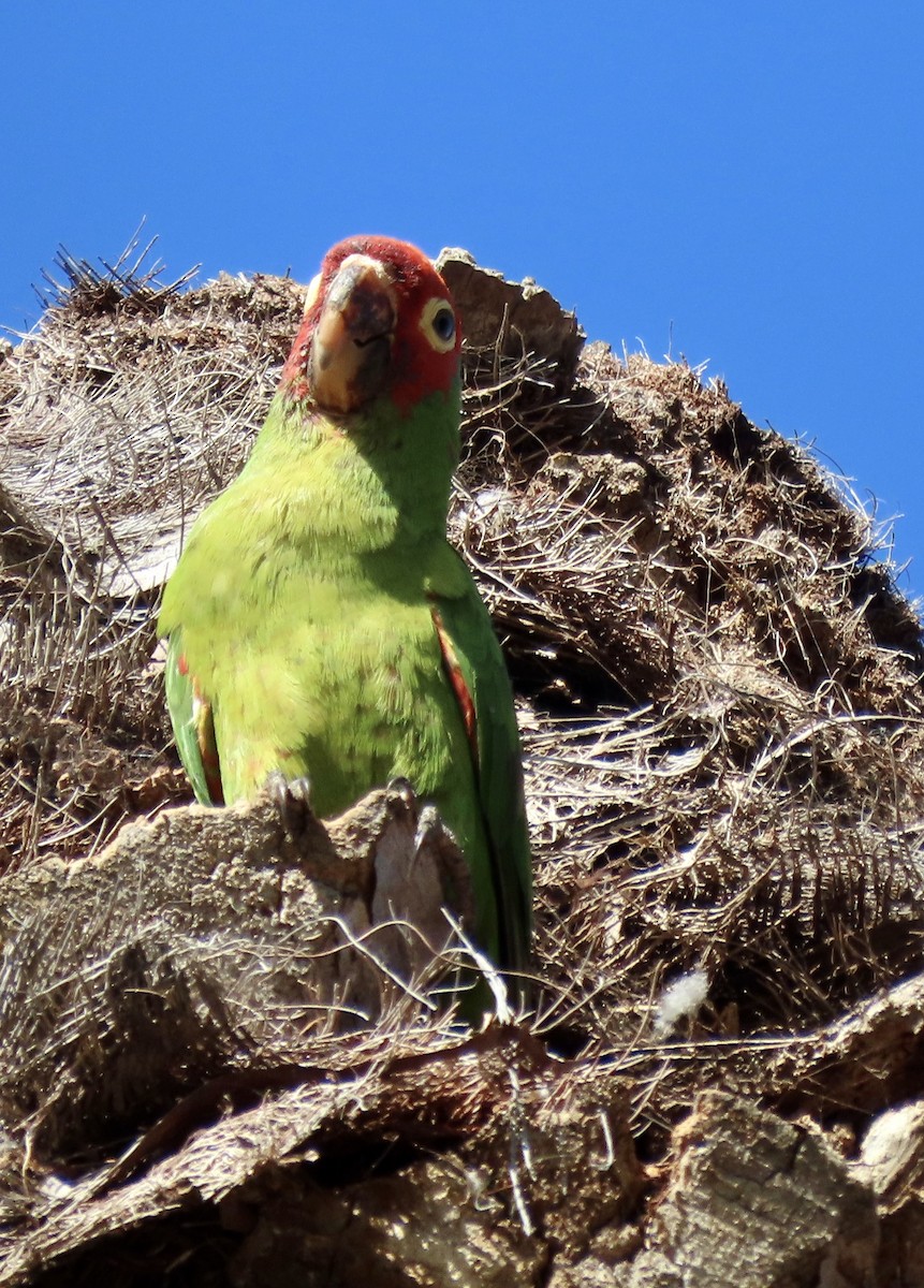 オナガアカボウシインコ - ML609526532