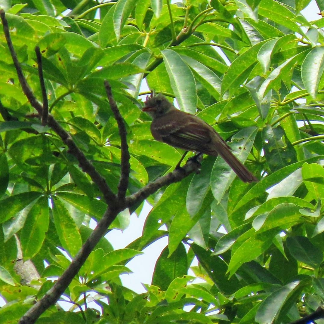 Caribbean Elaenia - David Johnston-Monje