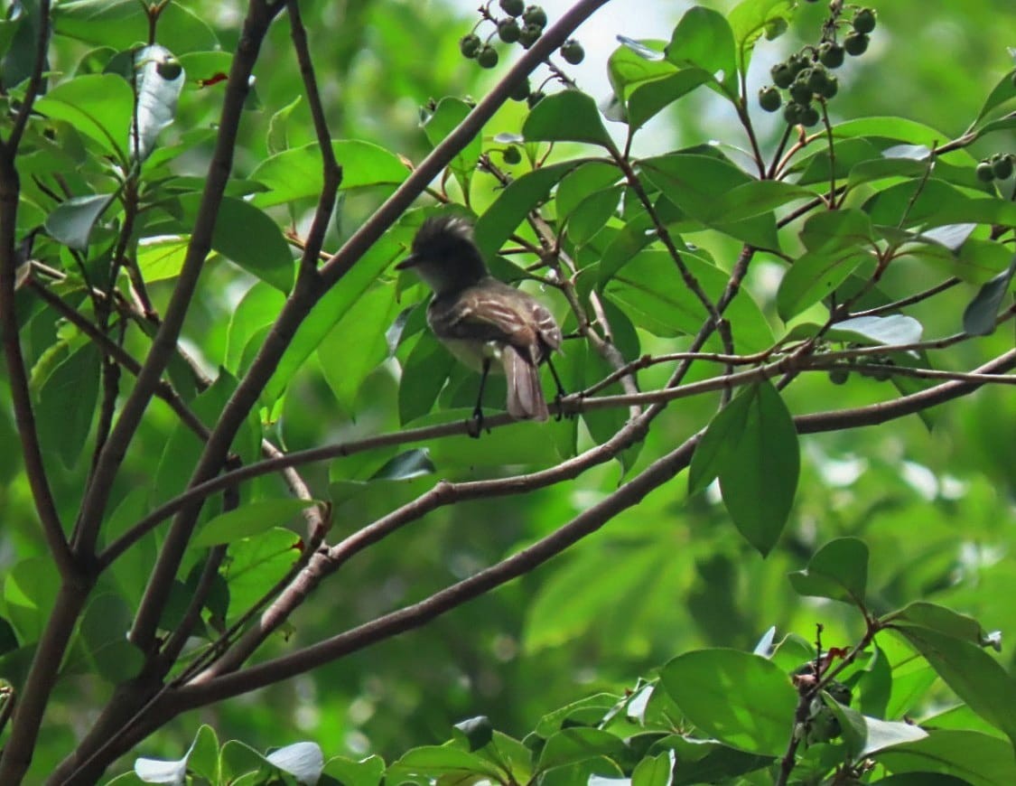 Caribbean Elaenia - David Johnston-Monje