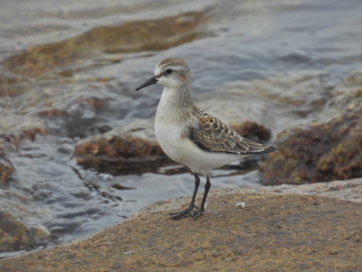 Red-necked Stint - ML609526695