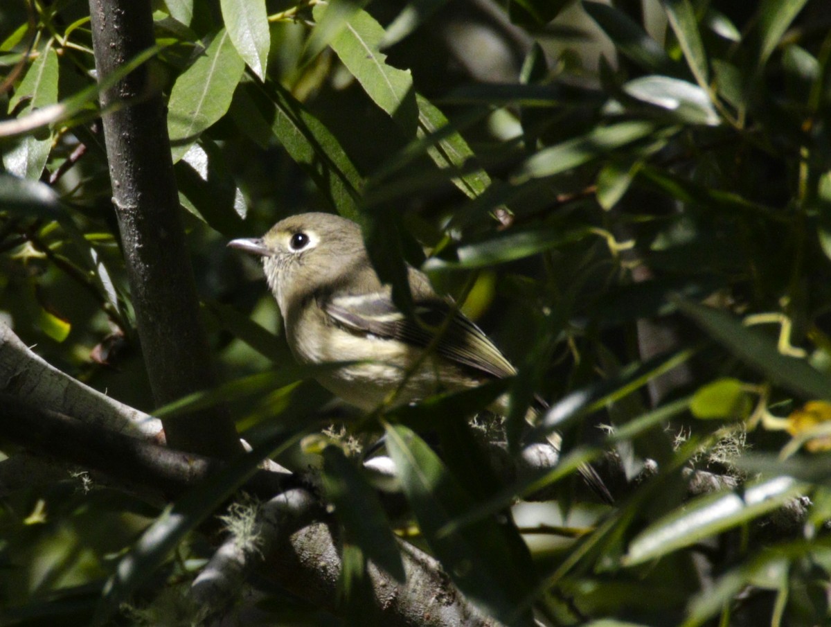 Hutton's Vireo - ML609526713