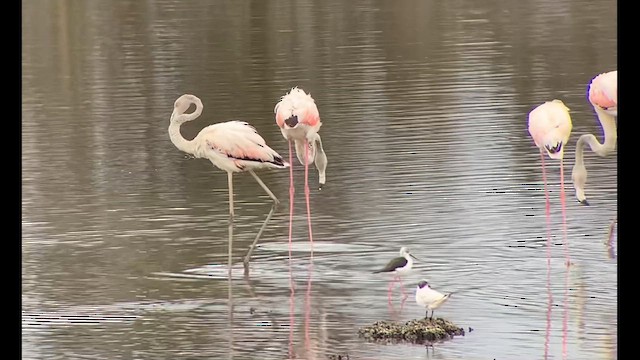 Greater Flamingo - ML609526867