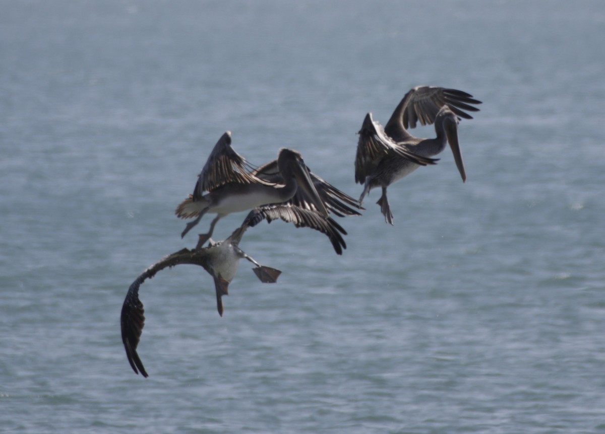 Brown Pelican - ML609526952