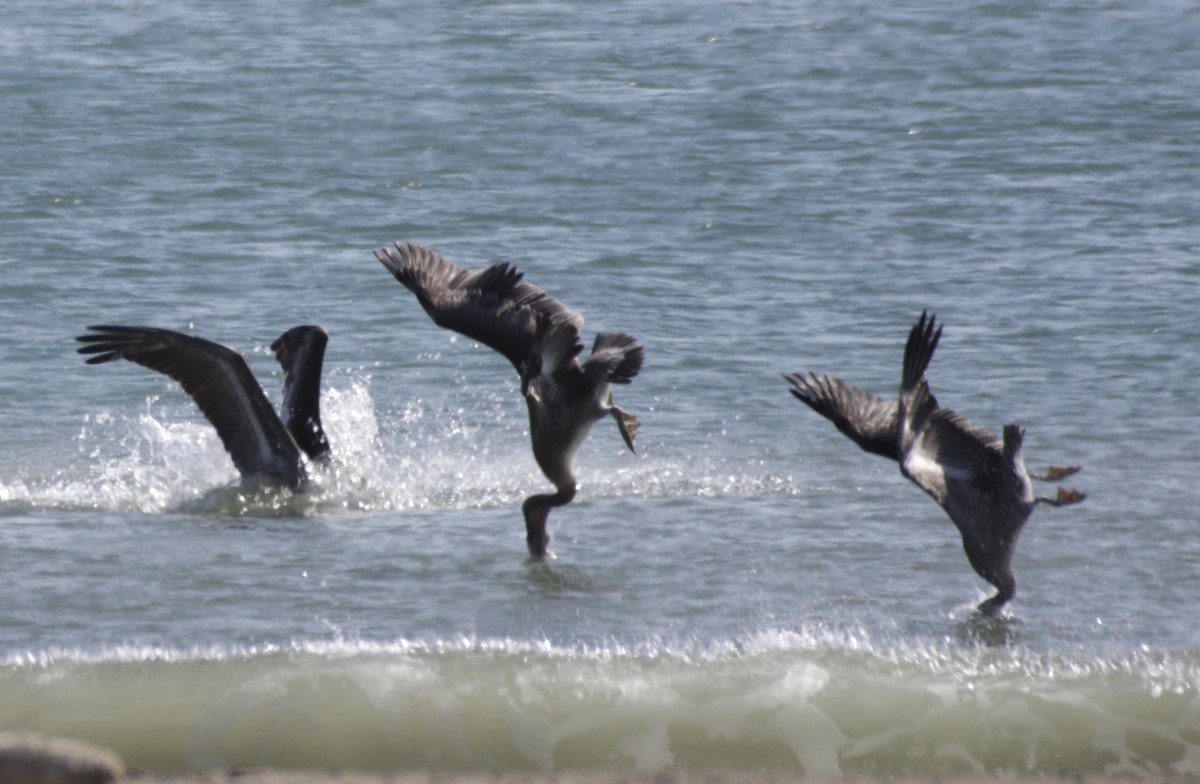 Brown Pelican - ML609526953