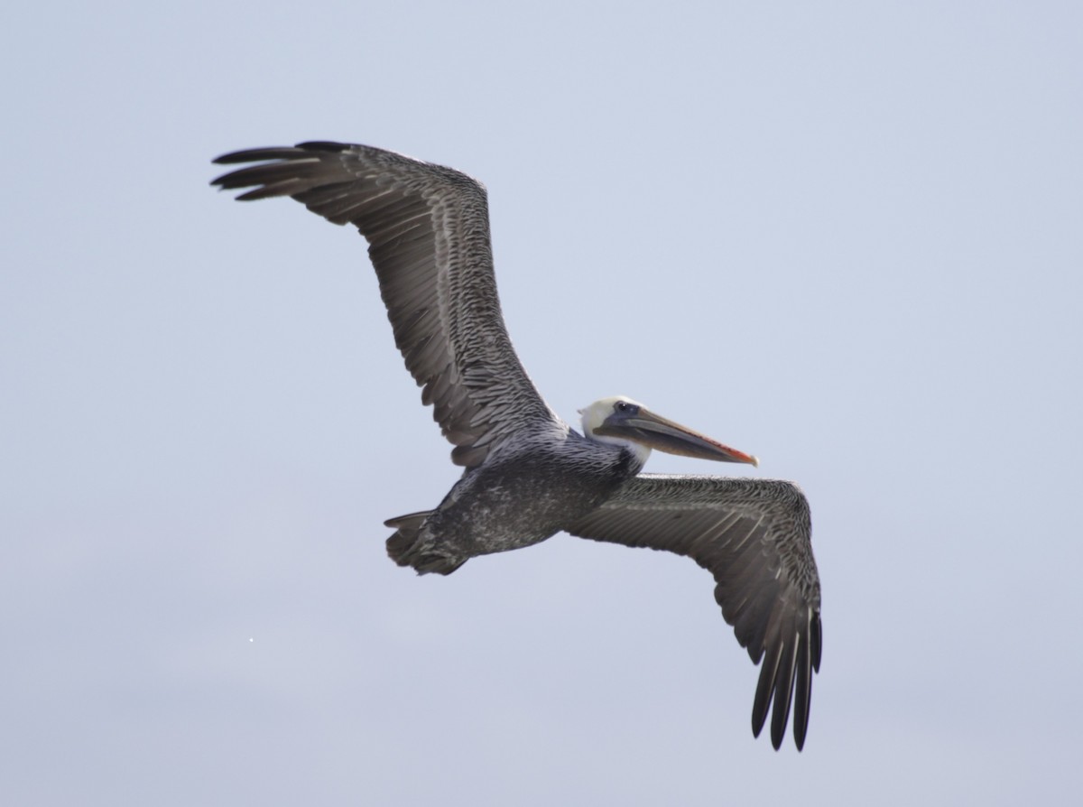 pelikán hnědý - ML609526954