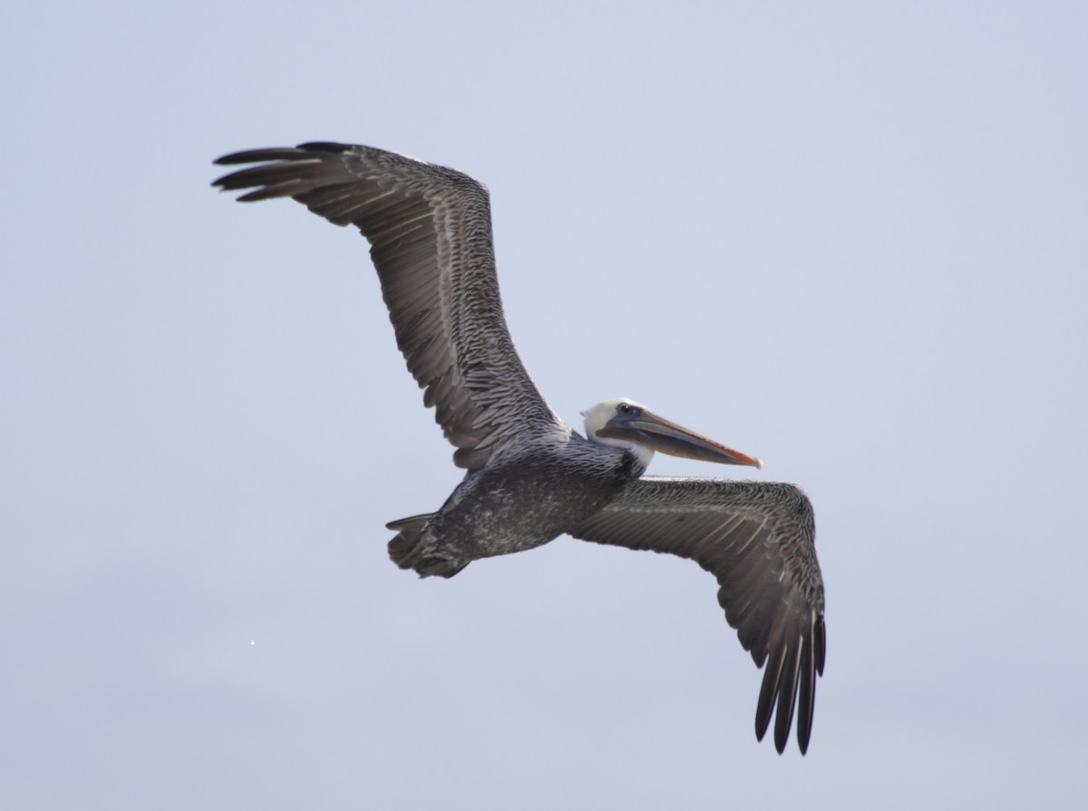 Brown Pelican - ML609526954