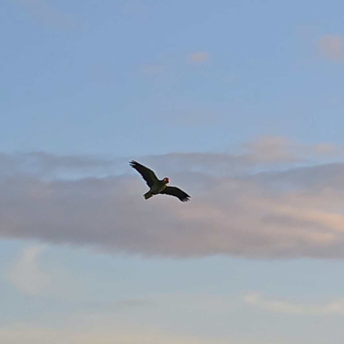 Red-crowned Parrot - ML609526973