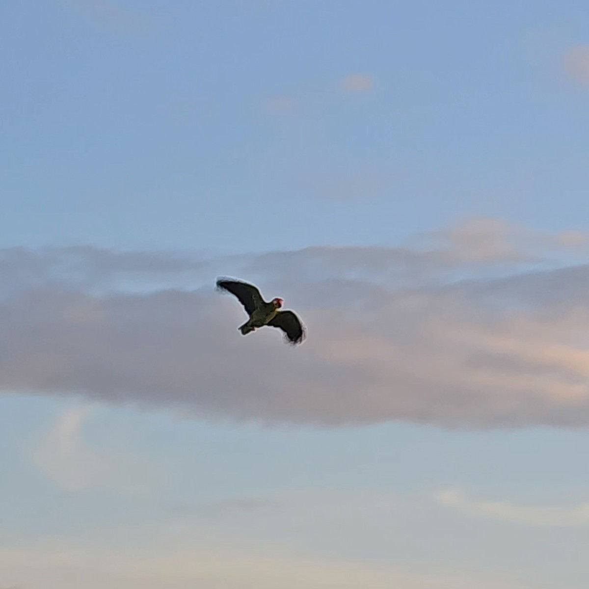 Red-crowned Parrot - Itzel Pulido