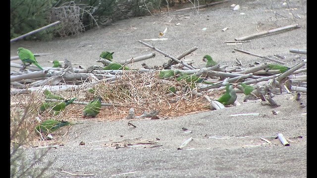 Monk Parakeet - ML609527091