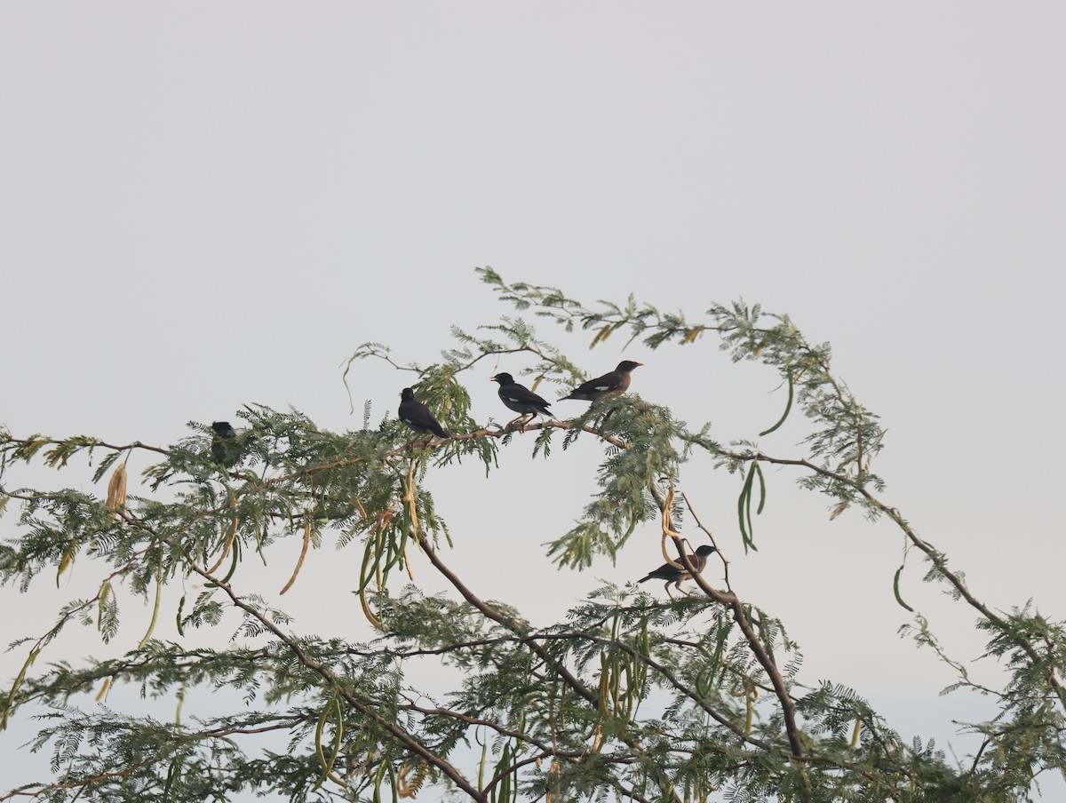 Jungle Myna - KARTHIKEYAN R