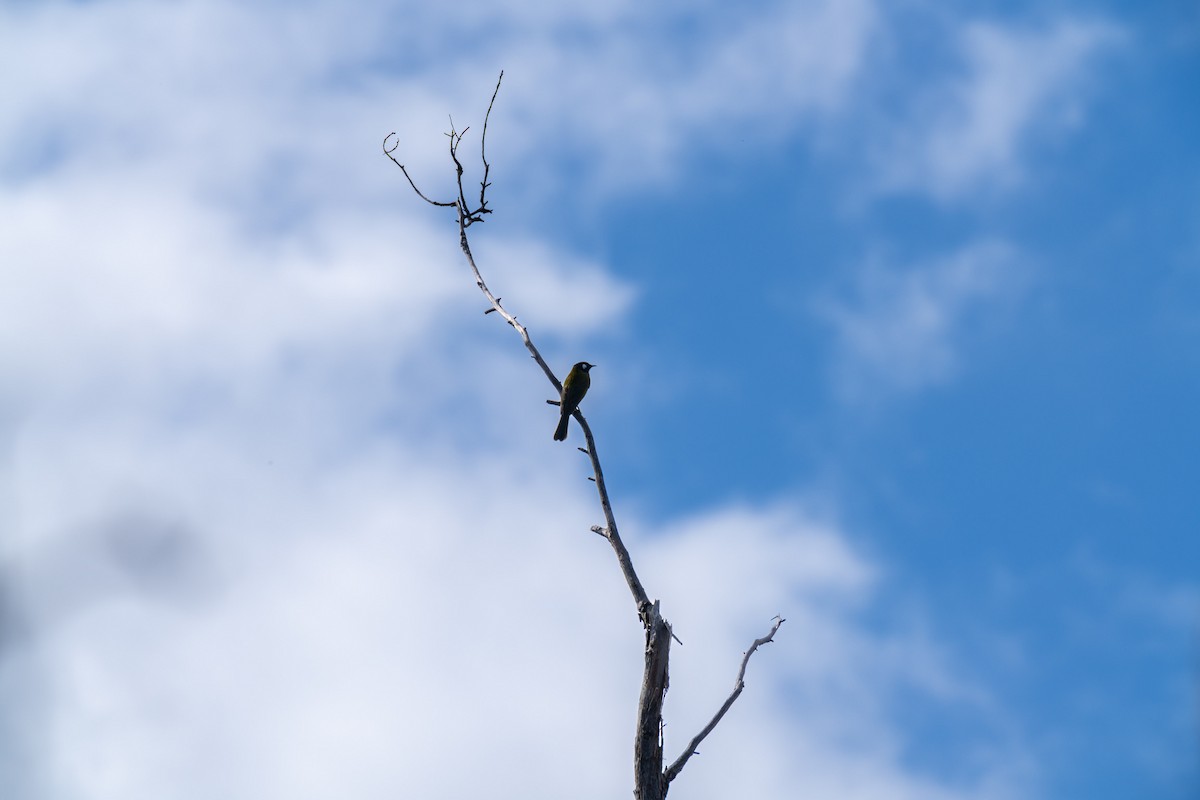 White-eared Honeyeater - ML609527214