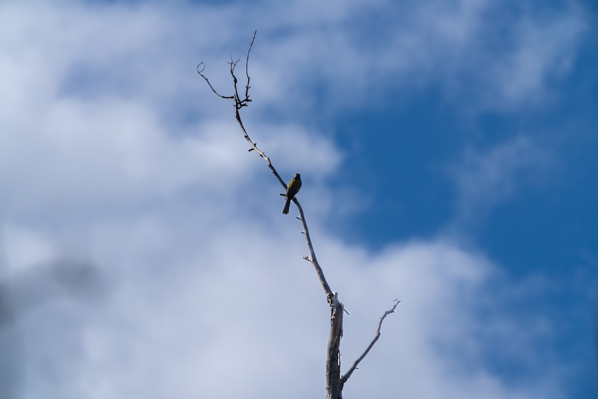 White-eared Honeyeater - ML609527215