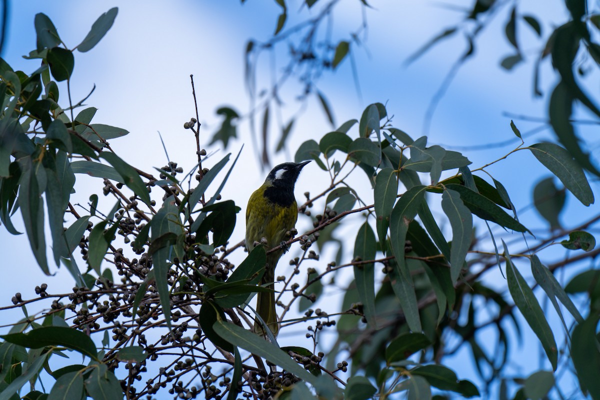 White-eared Honeyeater - ML609527216