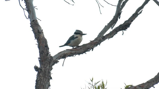 Sacred Kingfisher (Australasian) - ML609527217