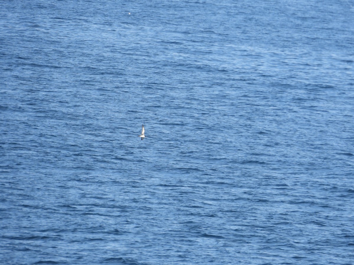 Buller's Shearwater - Suzy Wright