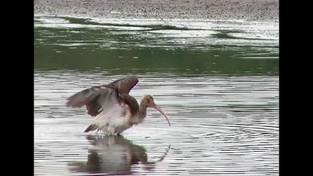 White Ibis - ML609527305