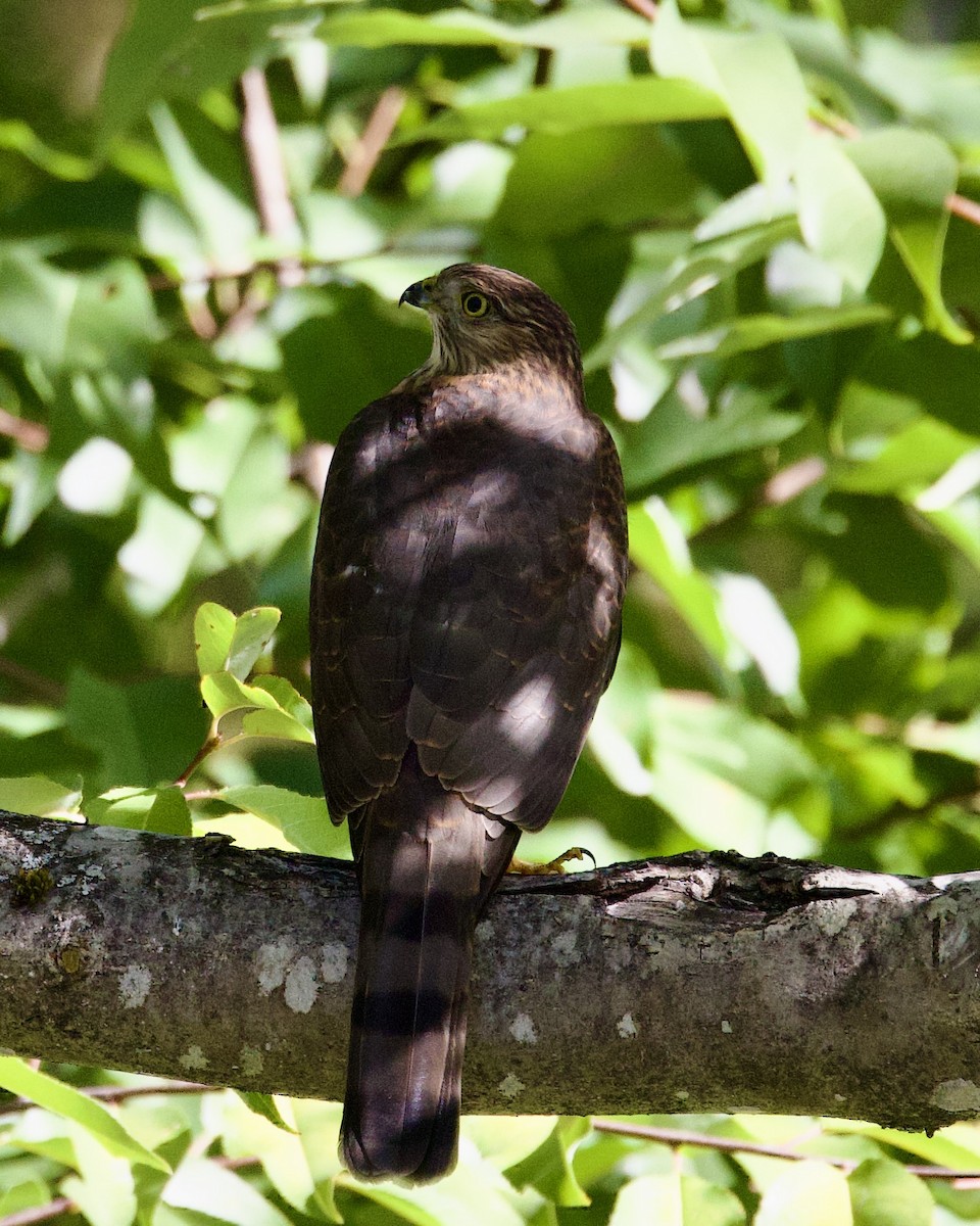 Sharp-shinned Hawk - ML609527371