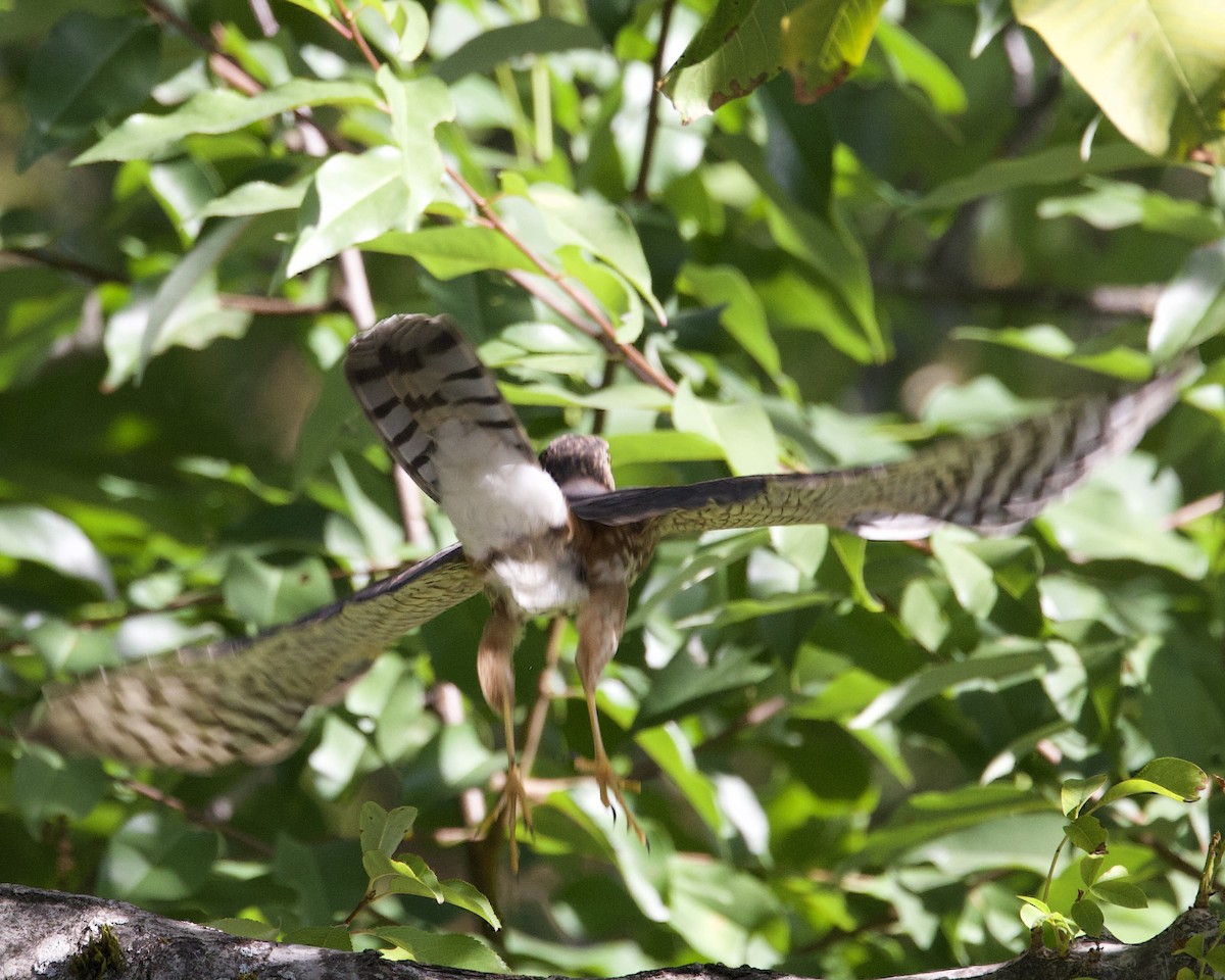 Sharp-shinned Hawk - ML609527372