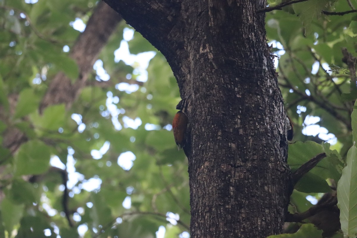 Common Flameback - ML609527406