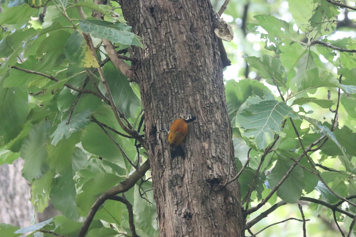 Common Flameback - KARTHIKEYAN R