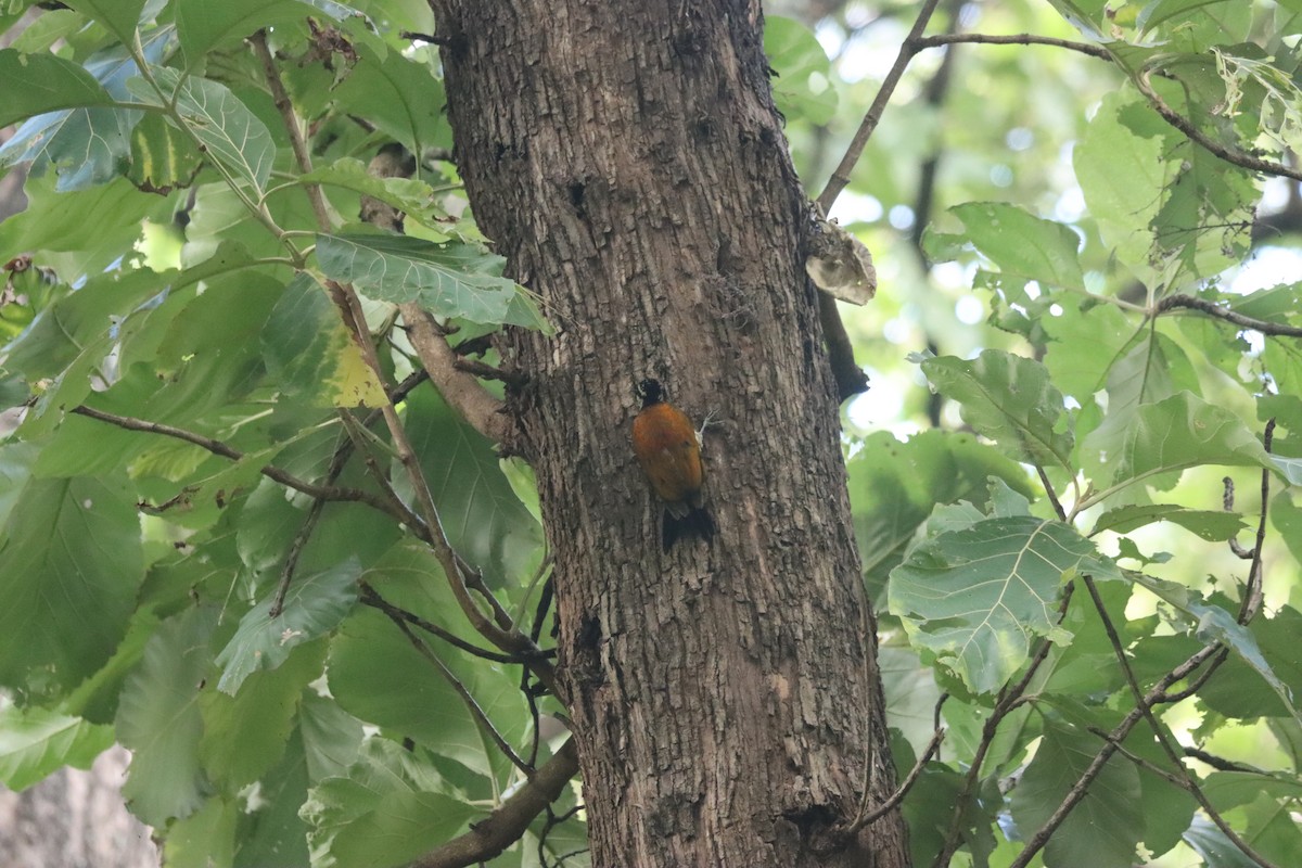 Common Flameback - KARTHIKEYAN R