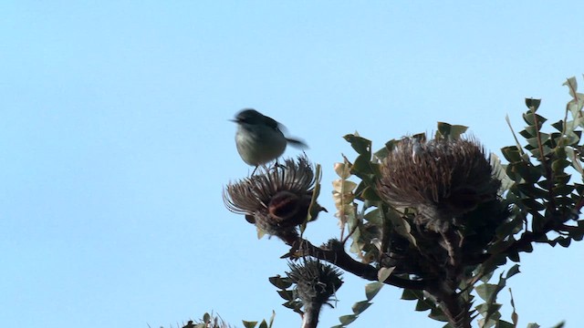 Spotted Scrubwren - ML609527463