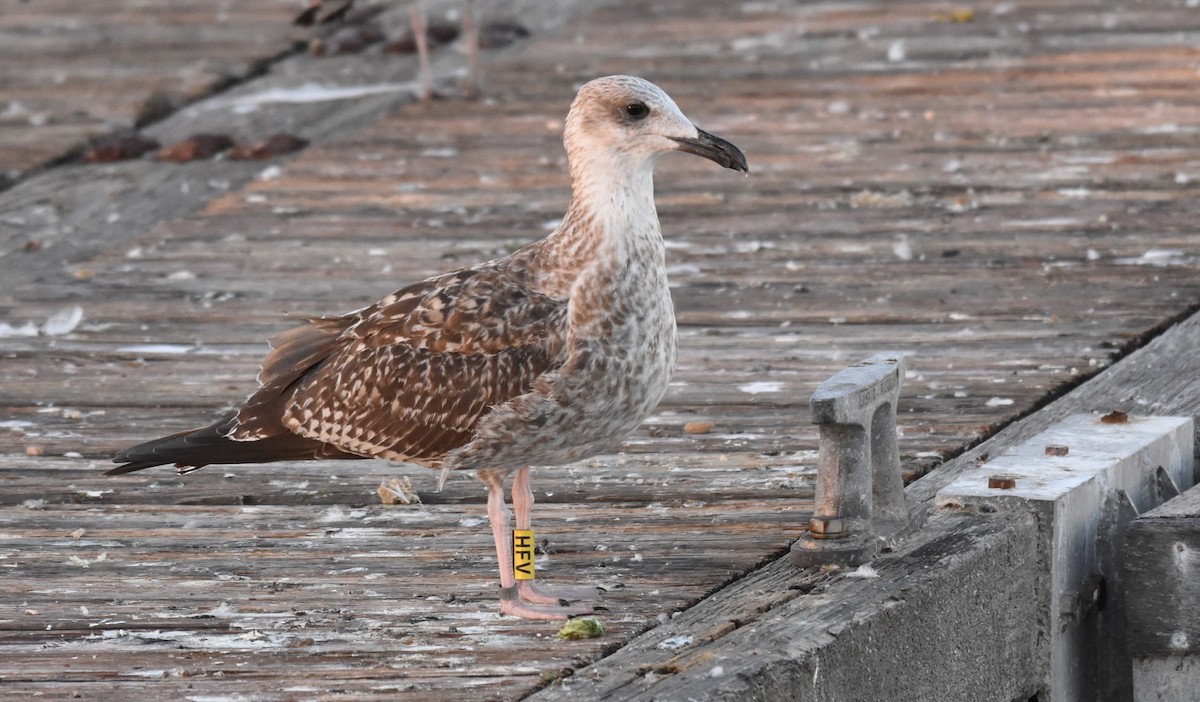 Lesser Black-backed Gull - Miguel Ángel Mora Quintana