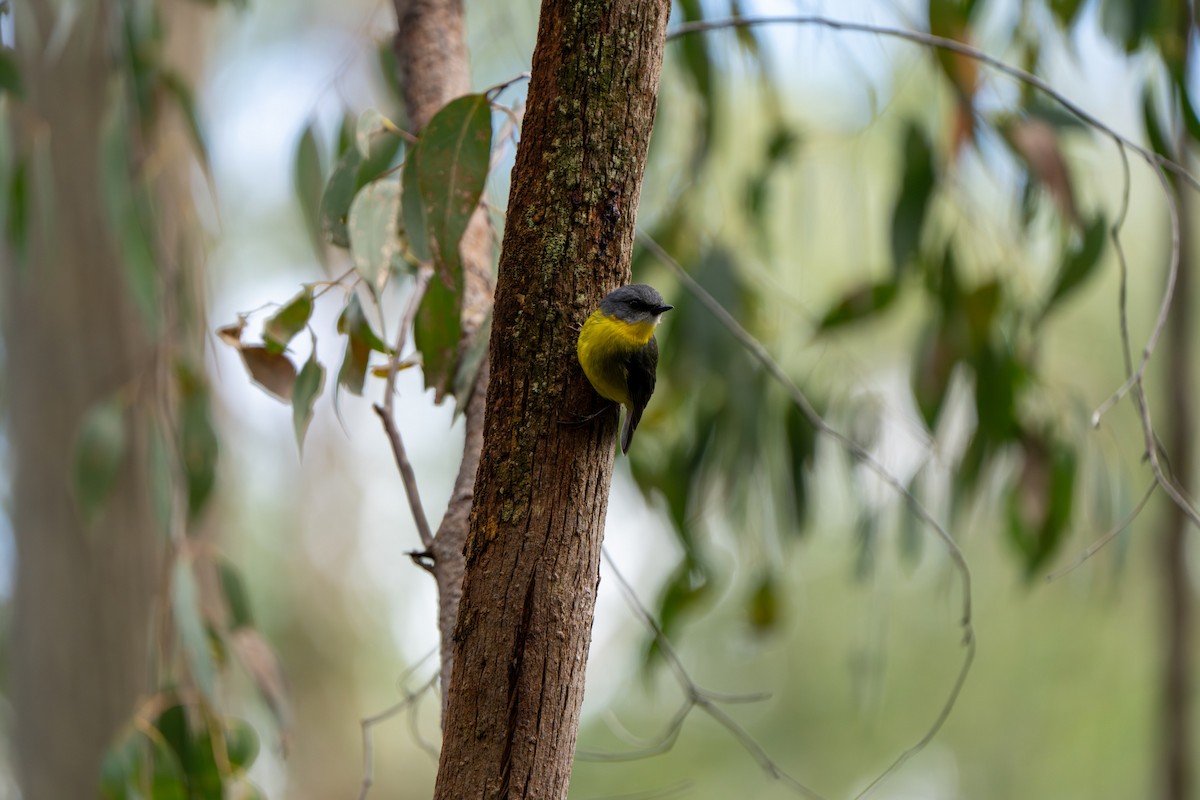 Eastern Yellow Robin - ML609527609