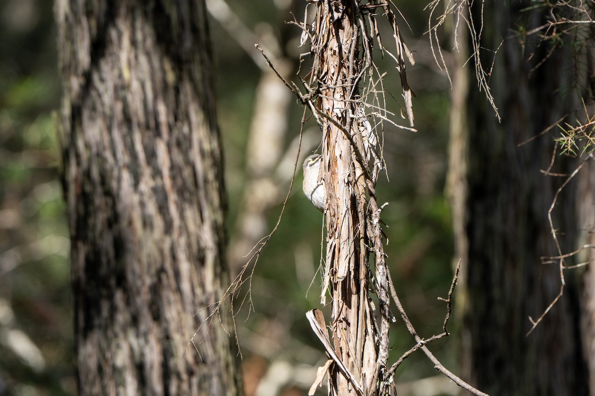 Yellow-faced Honeyeater - ML609527626